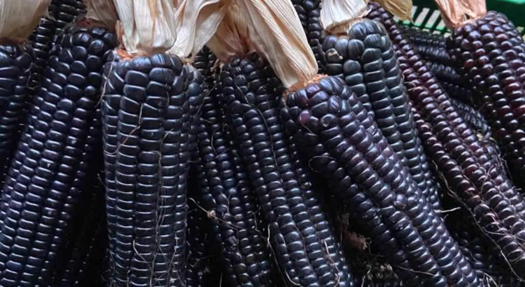 As espigas de millo &aacute;tanse polo follaco para colgalas a secar (Foto: A.C. Meiro).