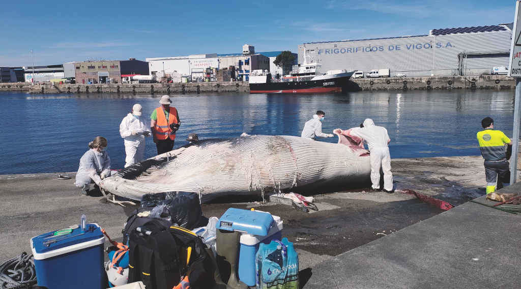 O exemplar de balea morta en Vigo (Foto: Europa Press).