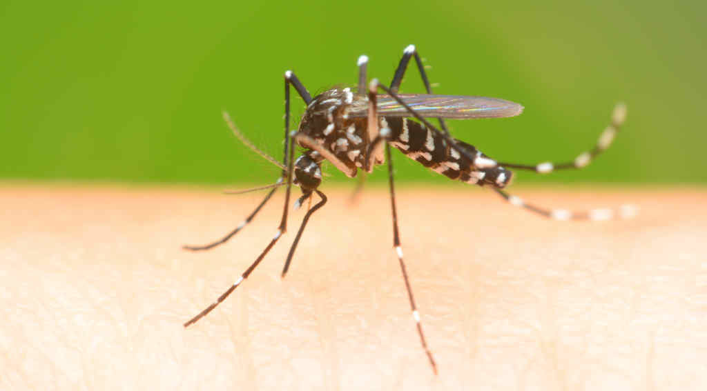 Exemplar de mosquito tigre. (Foto: Nós Diario).