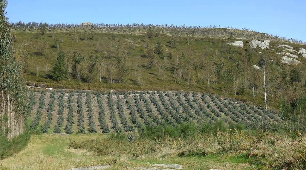 Plantación de eucaliptos na Serra do Xistral (Foto: Adega).