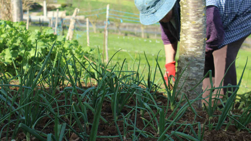 Unha muller traballando 
na súa horta ecolóxica (Foto: Craega)
