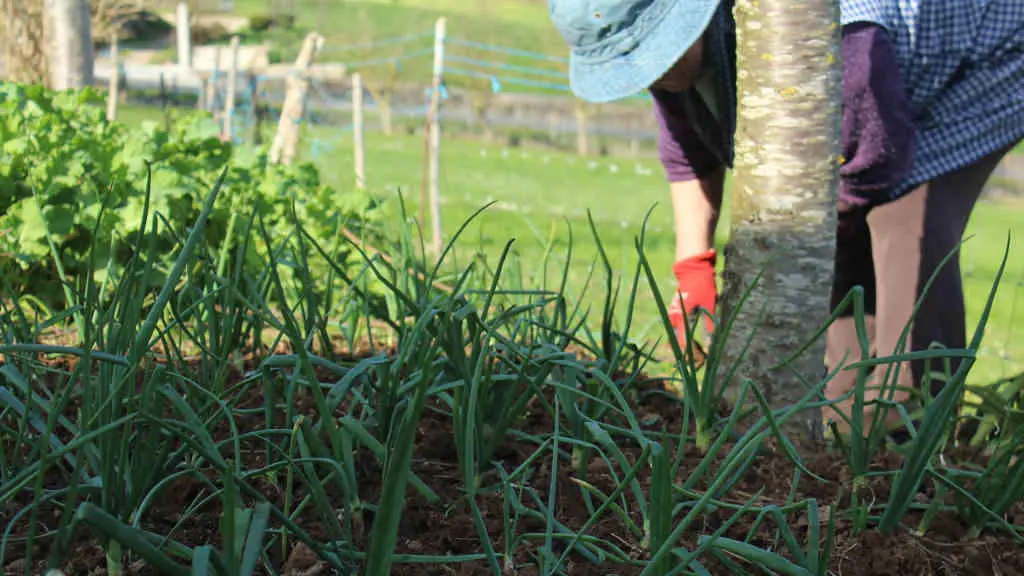 Unha muller traballando 
na s&uacute;a horta ecol&oacute;xica (Foto: Craega)