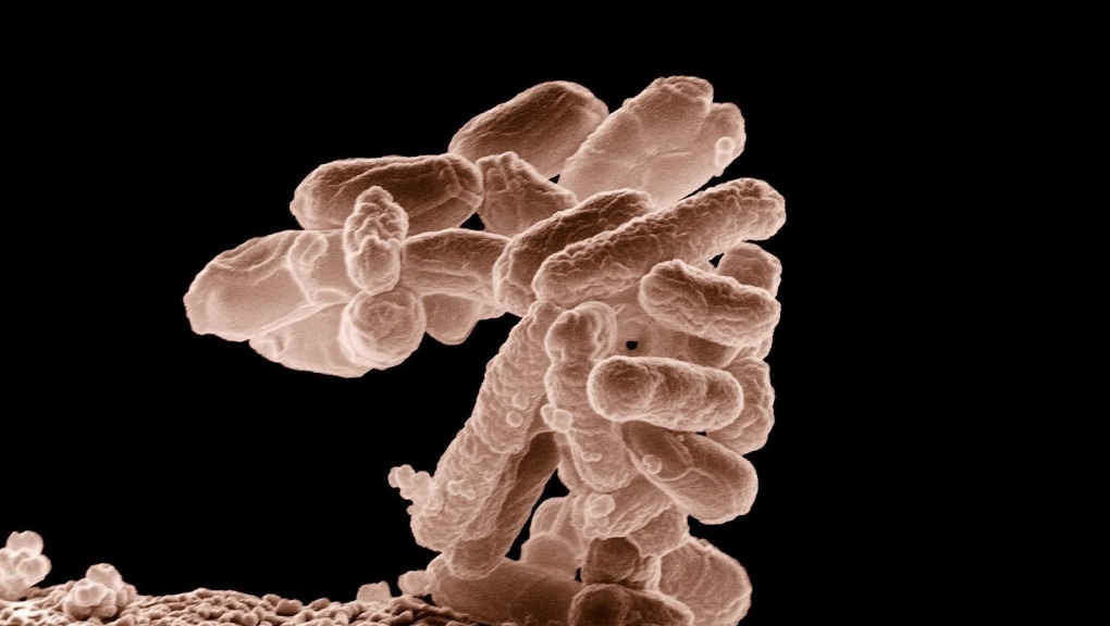 Imaxe da bacteria 'E. coli' (Foto: USDA).