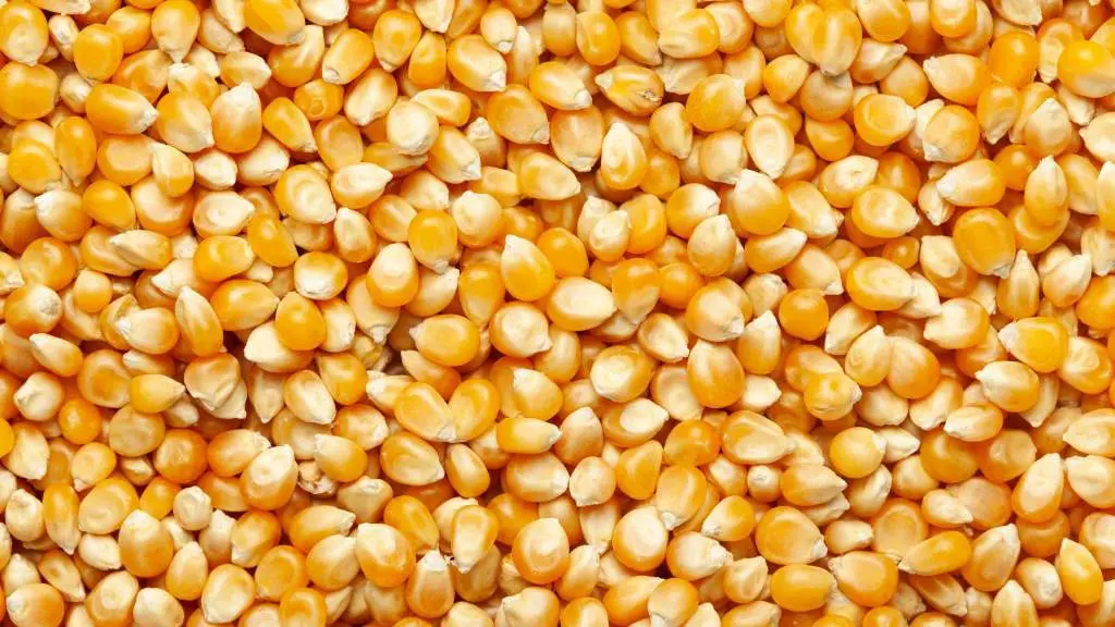 As aveacas son d&uacute;as pezas que forman parte do arado de pao, a car&oacute;n do tem&oacute;n, cuxa funci&oacute;n consiste en afastar a terra para os lados. &Uacute;sase no millo e sucando o centeo. (Foto: N&oacute;s Diario)