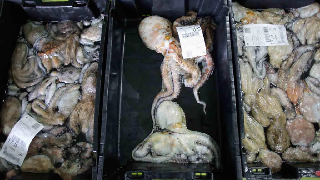 Descarga de polbo no porto de Burela, A Mari&ntilde;a (Foto: Carlos Castro / Europa Press).