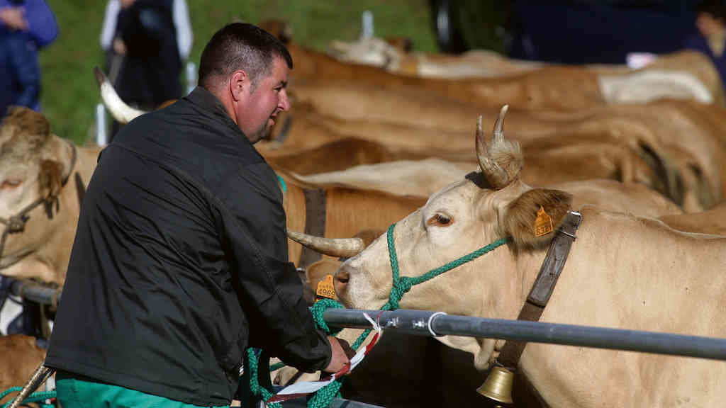 Un gandeiro cunha vaca durante a terceira edición da Feira en Defensa do Gando de Montaña, o 13 de maio, en Cervantes, Os Ancares (Foto: Carlos Castro / Europa Press).