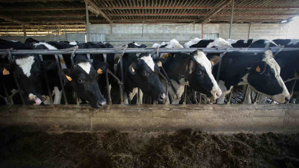 Vacas de leite nunha explotación en Macedo, Friol (comarca de Lugo), o pasado mes de febreiro (Foto: Carlos Castro / Europa Press).