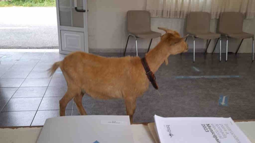 A cabra que entrou en dúas ocasións nun colexio electoral de Valga (Foto: @SaraSecoRial).