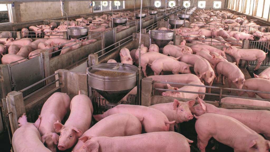 As macrogranxas de porcos son as principais responsábeis da contaminación por nitritos. (Foto: Nós Diario)