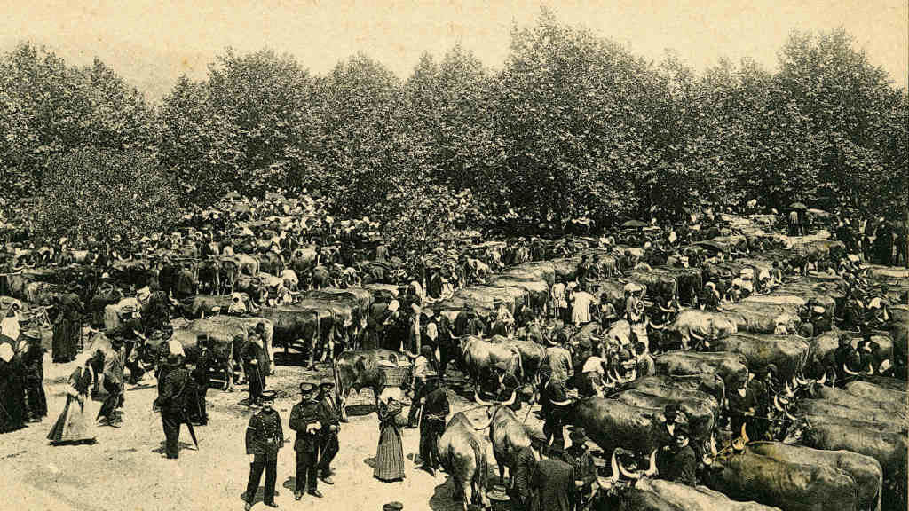 Feira do gando en Pontevedra (Perfecto García, 1930). (Foto: Biblioteca da Deputación de Pontevedra)