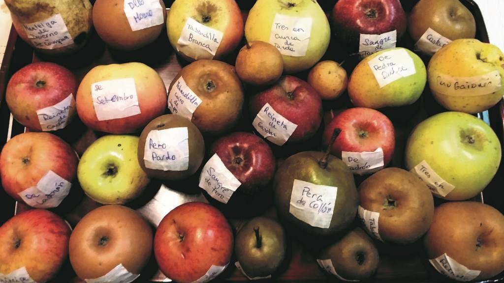 Algunhas variedades de mazá galegas. (Foto: R. M. P.)