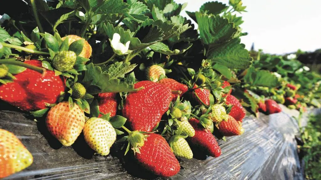 Plantaci&oacute;n de amorodos. (Foto: N&oacute;s Diario)