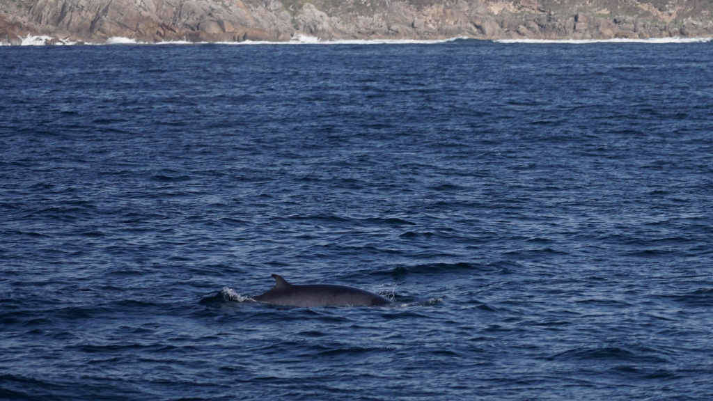 Unha das baleas avistadas na Costa da Vela (Foto: Torres y Carrera).