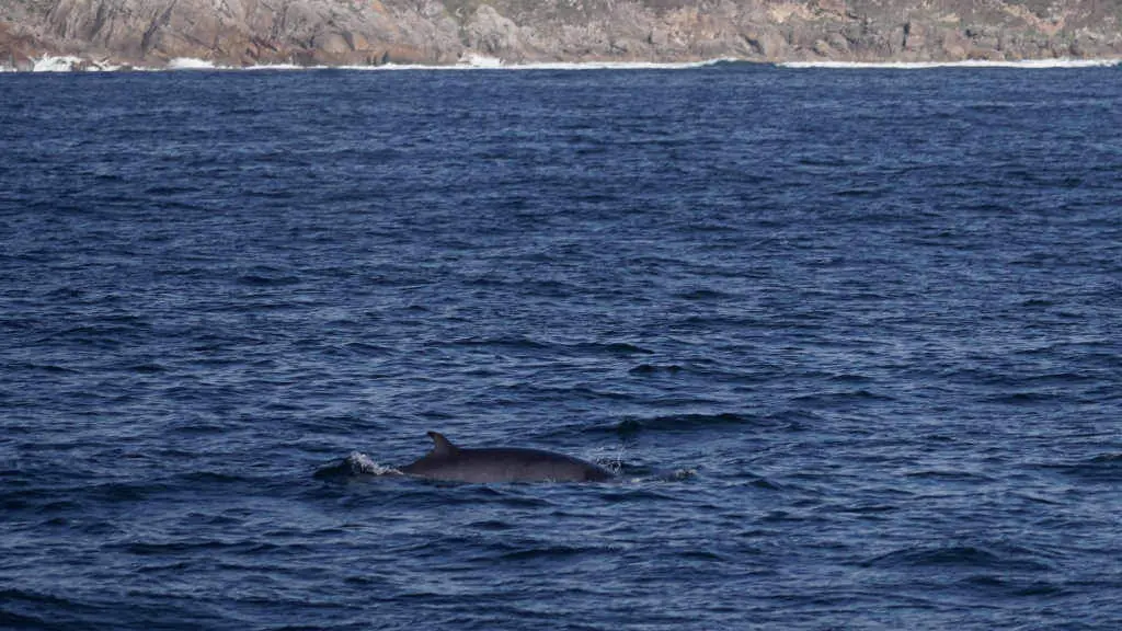 Unha das baleas avistadas na Costa da Vela (Foto: Torres y Carrera).