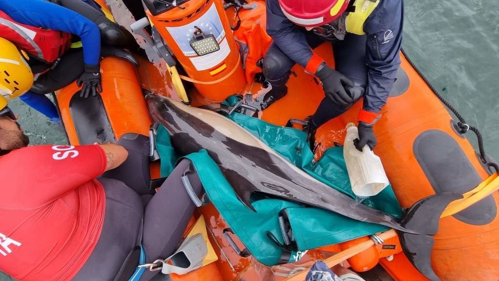 Un dos golfiños rescatados, a bordo dunha zodiac. (Foto: Concello de Ferrol)