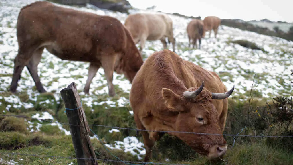 Varias vacas pastan na Sierra do Xistral o 23 de febreiro de 2023, en Abad&iacute;n, na Terra Ch&aacute; (Foto: Carlos Castro - Europa Press).