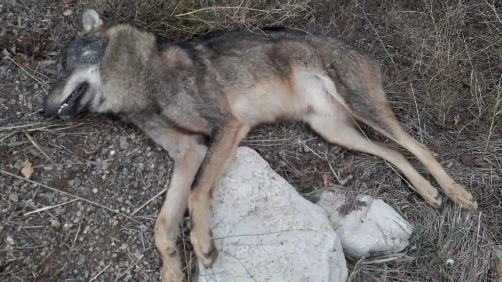 Corpo dun lobo envelenado na Galiza. (Foto: Europa Press)