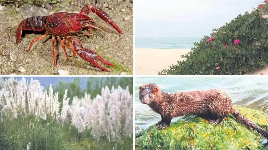 De esquerda a dereita e de arriba cara abaixo: Cangrexo americano, u&ntilde;a de gato ou herba do coitelo, herba da pampa e vis&oacute;n americano. (Fotos: N&oacute;s Diario)