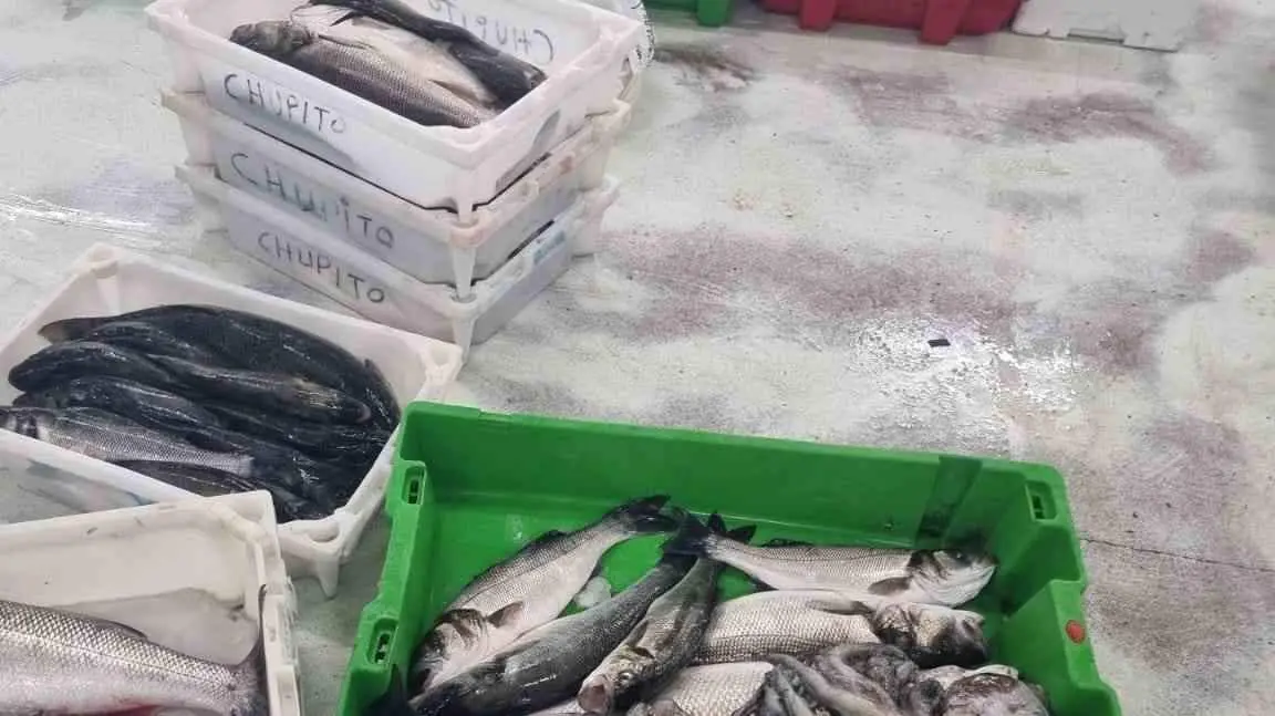 Peixe incautado pola Garda Civil (Foto: Garda Civil).