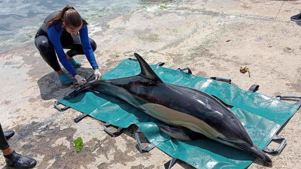 Unha femia de golfiño común adulta rescatada con vida en Taragoña, Rianxo. (Foto: Protección Civil Rianxo).