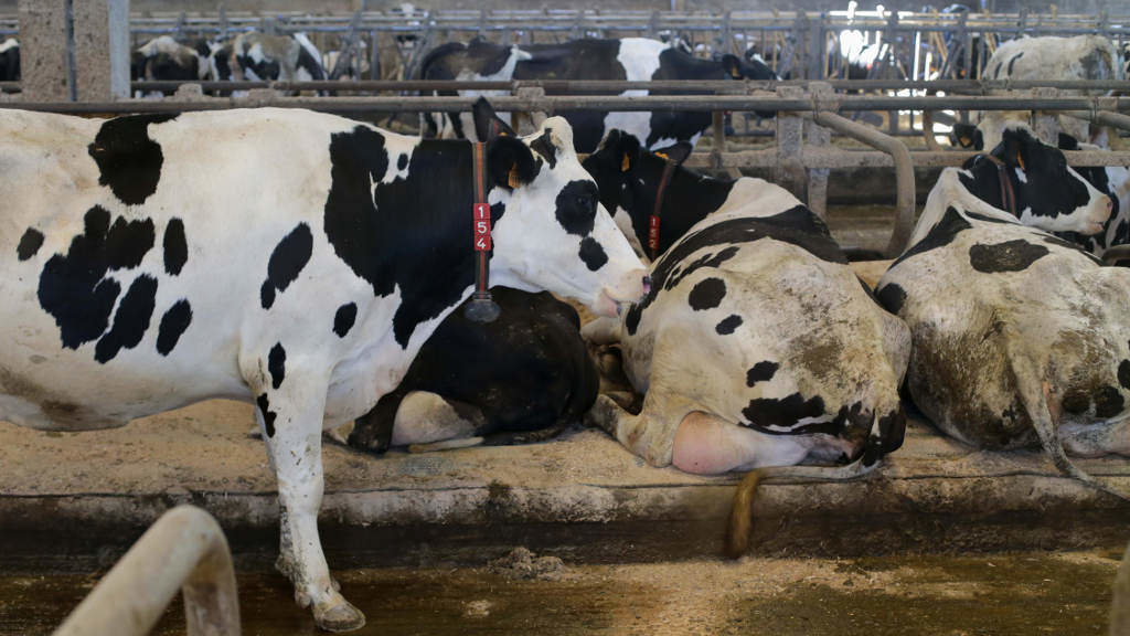 Vacas nunha gandaría de lácteo de Sabadelle, en Chantada (Foto: Carlos Castro / Europa Press)