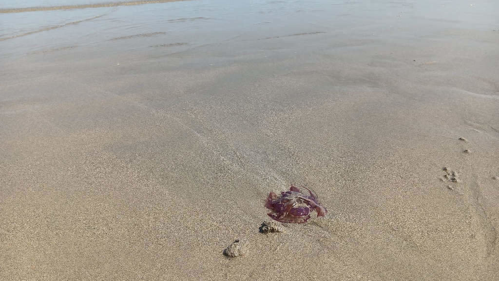 Exemplar de medusa recollido na praia de Razo, en Carballo (Bergantiños). (Foto: Europa Press)