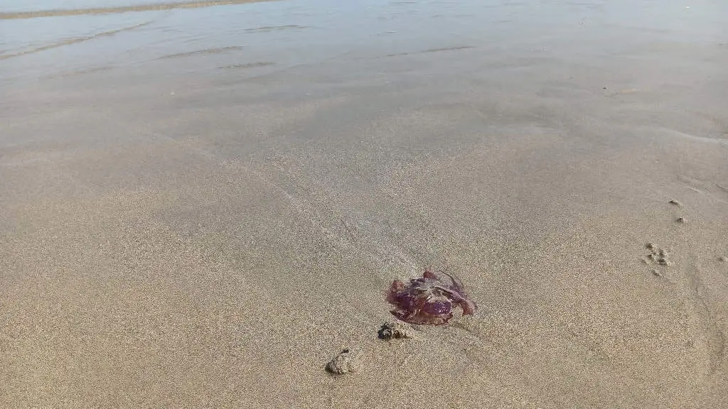 Exemplar de medusa recollido na praia de Razo, en Carballo (Berganti&ntilde;os). (Foto: Europa Press)