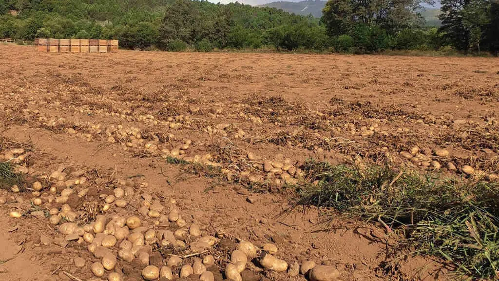 Unha das fincas en que se est&aacute; a recoller a pataca esta campa&ntilde;a. (Foto: IXP Pataca da Galiza)