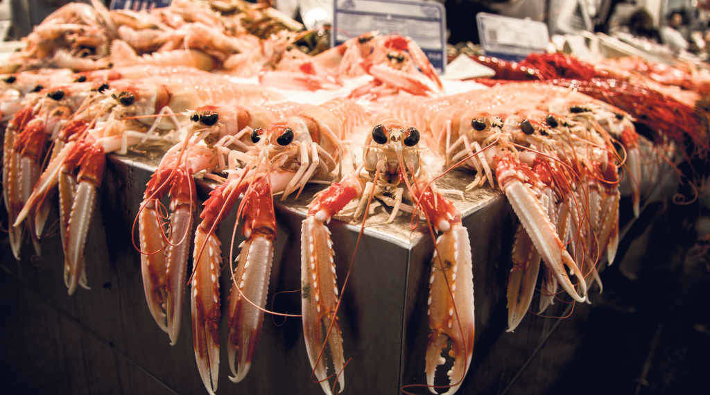 O crustáceo conhecido como 'cigala' no cast. de Espanha, recebeu no galego-português da Galiza e Portugal a denominaçom 'lagostim' (Foto: Nós Diario).