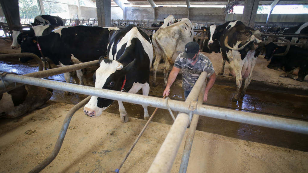 Granxa de gandaría de lácteo en Chantada. (Foto: Carlos Castro / Europa Press)