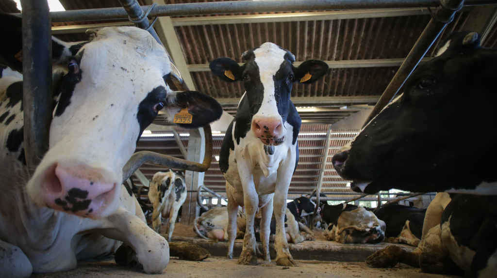 Vacas nunha gandaría de produción láctea en Sabadelle, Chantada (Foto: Carlos Castro / Europa Press).