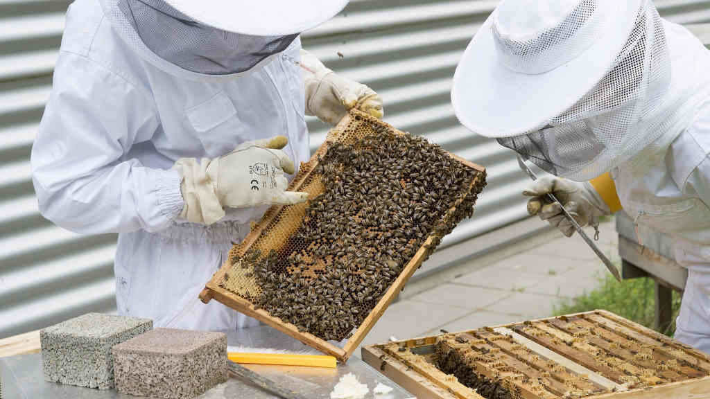Dúas persoas do sector da apicultura revisando unha colmea na Galiza (Foto: Asociación Galega de Apicultura).