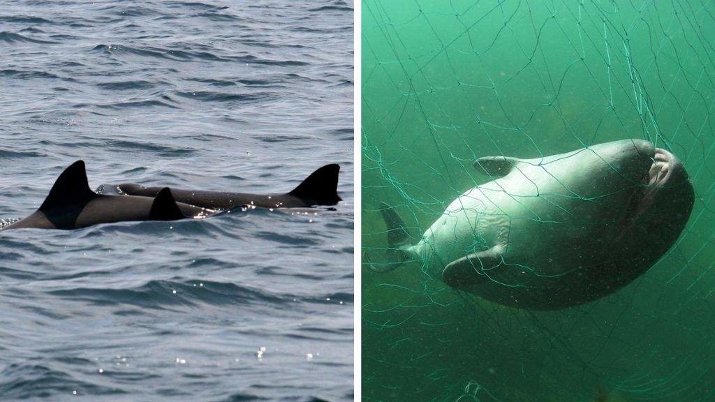 As toniñas, a diferenza doutros cetáceos, foxen das embarcacións, o que dificulta o seu estudo. (Fotos: Alfredo López)