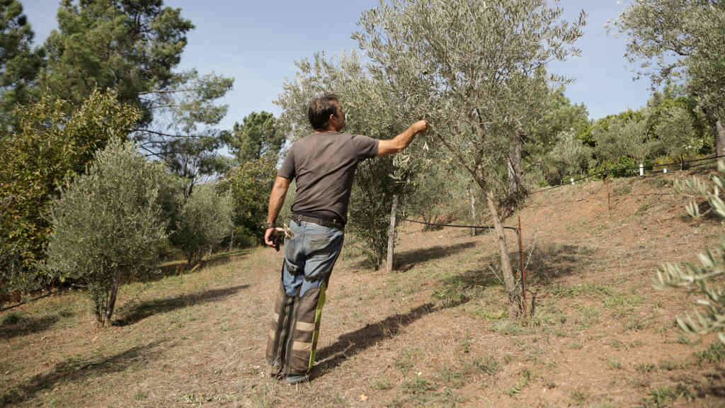 Comeza a colleita de oliva en Quiroga (Foto: Carlos Castro - Europa Press).