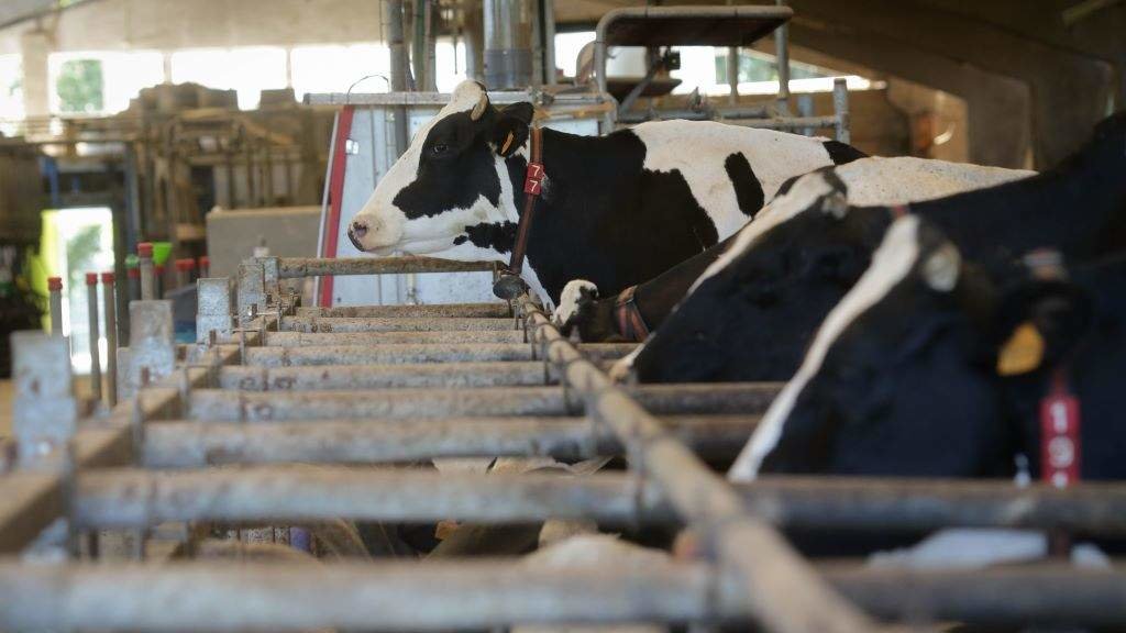 O litro de leite galego pagouse en agosto a apenas 0,476 euros.  Na imaxe, unha explotación gandeira en Sabadelle, Chantada. (Foto: Carlos Castro / Europa Press)