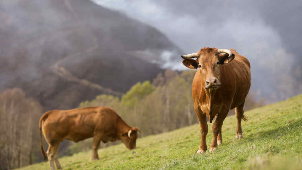 Dúas vacas nunha leira no concello de Baleira. (Foto: Carlos Castro / Europa Press).