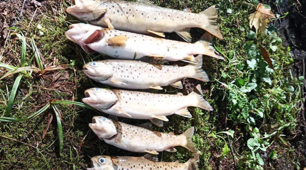 Algunhas das troitas atopadas mortas no r&iacute;o Xuvia (Foto: Europa Press).