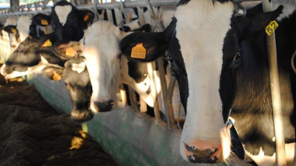 Vacas nunha explotación leiteira. (Foto: Nós Diario)