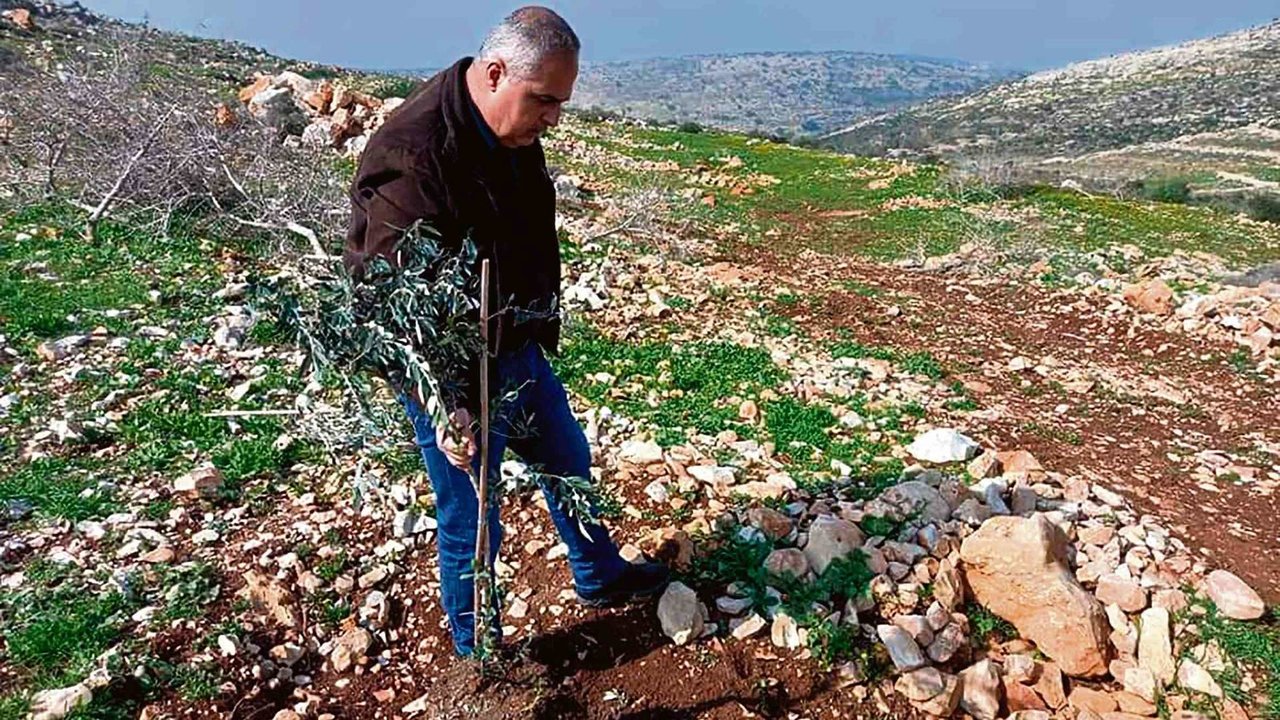 Oliveiras arrancadas por colonos israelís en Al-Ras, na rexión de Salfit (Foto: Nós Diario).