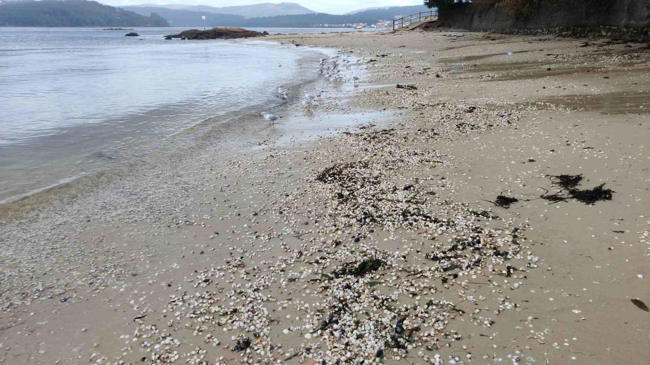 Bivalvo arrastrado ás praias durante a última fin de semana (Foto: Europa Press).
