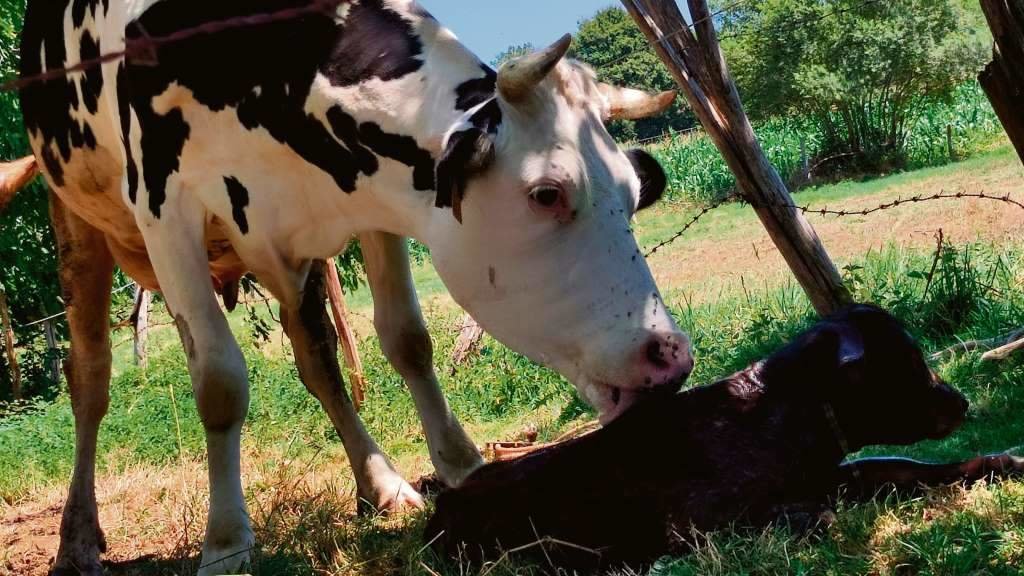 Unha vaca coa súa cría no Deza, comarca onde se detectaron os primeiros casos de EHE. (Foto: María Monteiro)