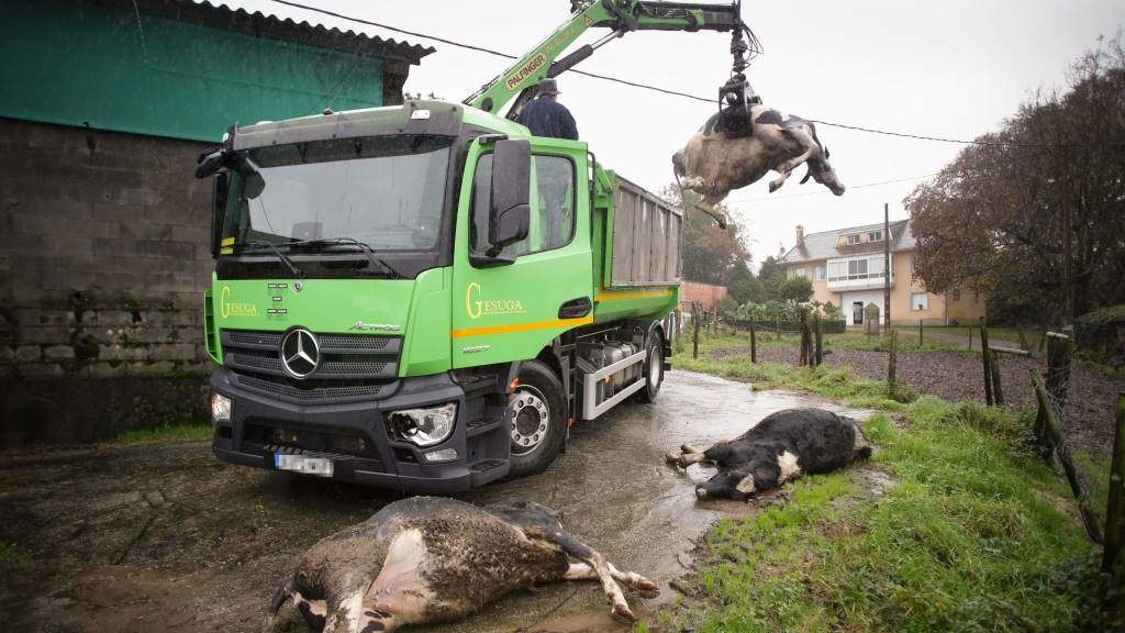 Un camión levanta unha vaca morta en Xermade, na comarca da Terra Chá (Foto: Carlos Castro / Europa Press).