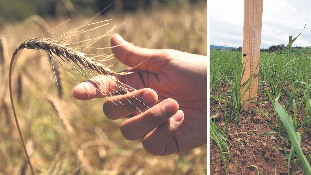 O trigo Caaveiro con catro semanas de vida xa ten un porte de 21 cm. Á dereita, chegando ao final do 
proceso de medre. (Fotos: Da Cunha)