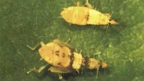 Exemplares do insecto 'Scaphoideus titanus', causante da praga da flavescencia dourada das vides (Foto: Ministerio de Agricultura).