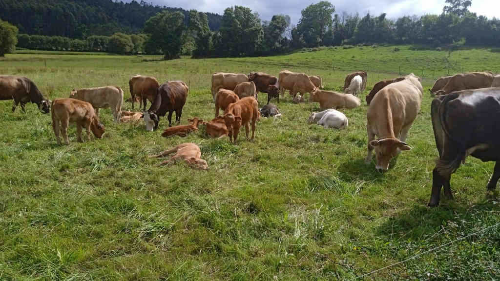 A explotación gandeira de Abel Fernández en Ortigueira (comarca do Ortegal) emprega pasto para alimentar os animais (Foto: Nós Diario).