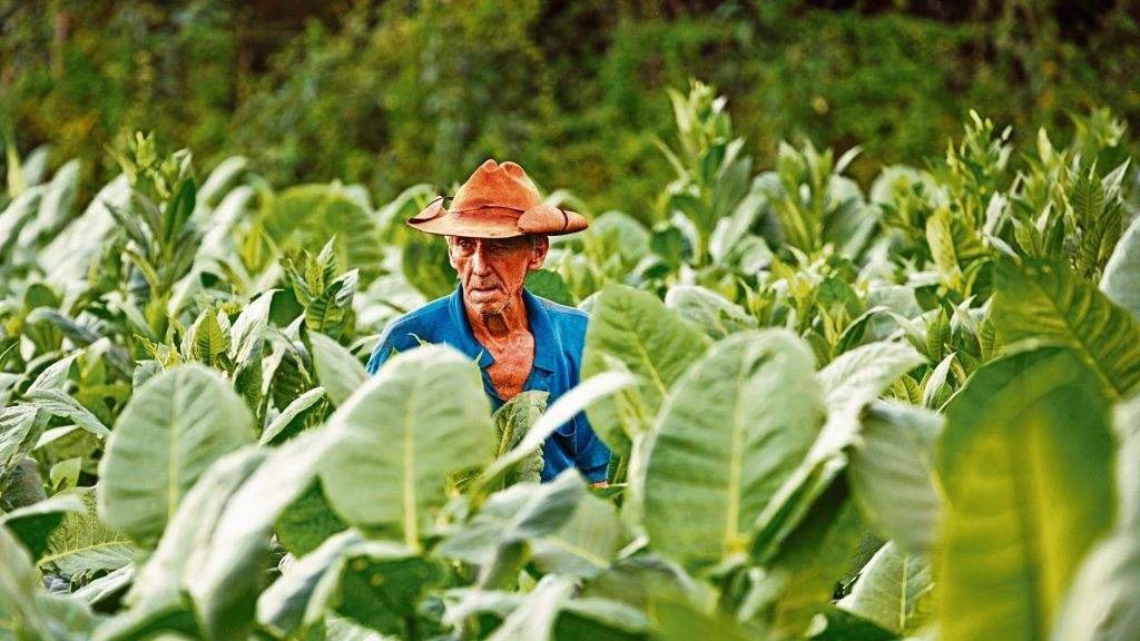Un agricultor cubano nun campo de tabaco. (Foto: Nós Diario)