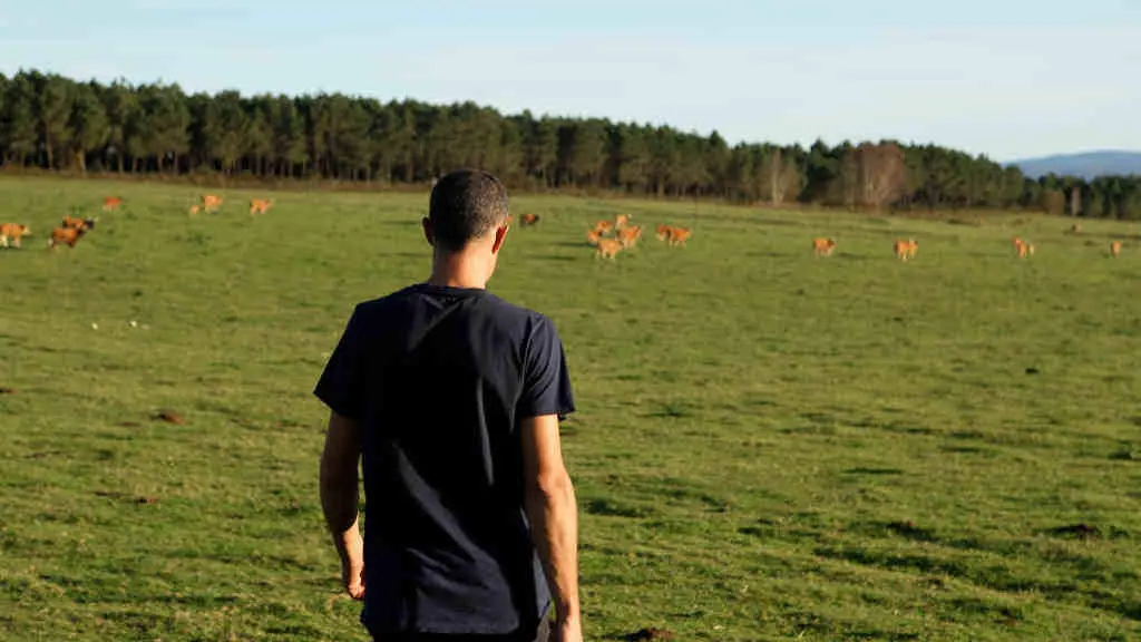 Marcos Nogueiras ollando cara a s&uacute;a explotaci&oacute;n de raza rubia galega en extensivo na explotaci&oacute;n que ten no municipio de Verea, Terra de Celanova (Foto: N&oacute;s Diario).