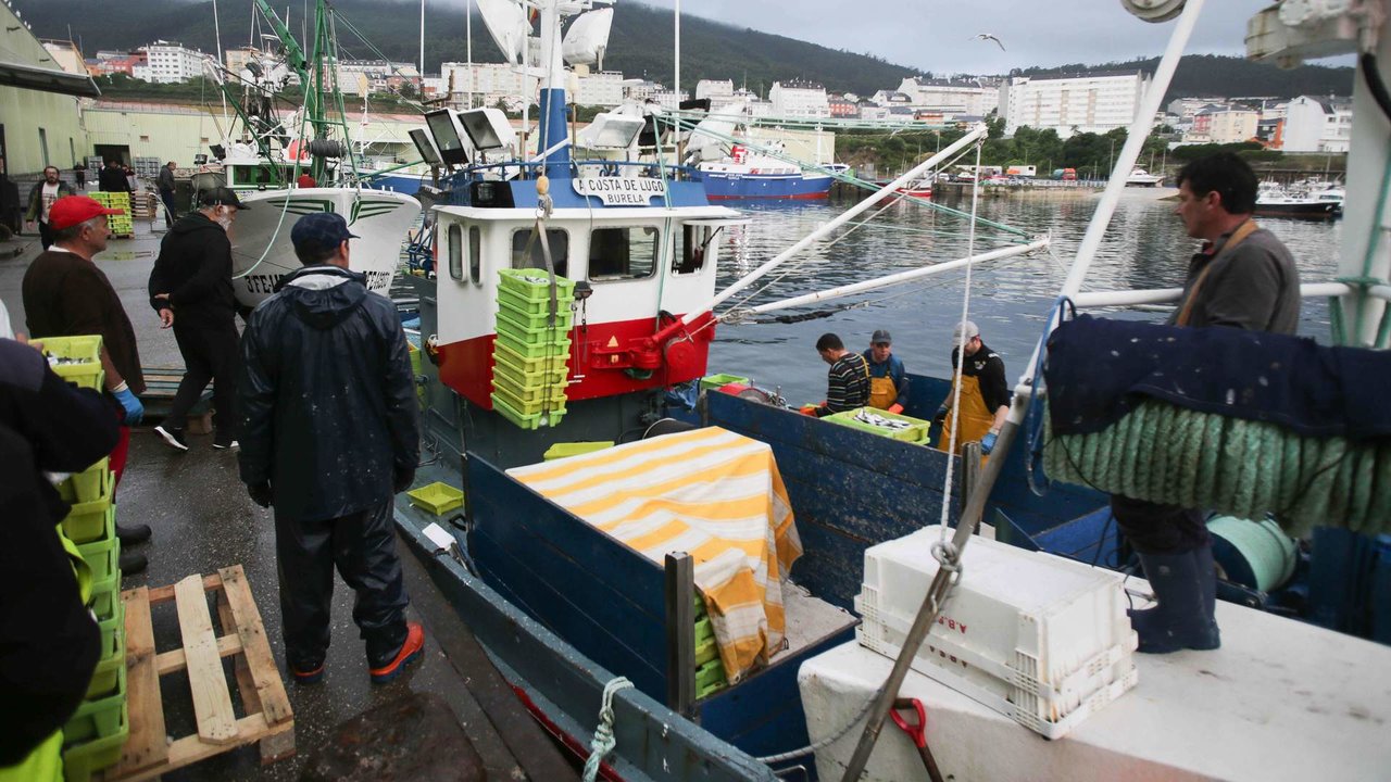 Varios mariñeiros realizando labores no porto de Burela, na comarca da Mariña (Foto: Carlos Castro / Europa Press).