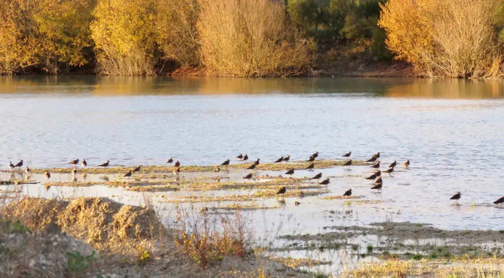 A Lagoa de Antela, na Limia (Foto: Ecoloxistas en Acci&oacute;n).