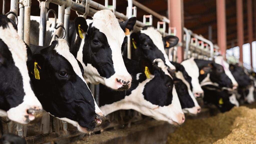 Un grupo de vacas leiteiras comendo unha mestura de cereais. (Foto: Nós Diario)